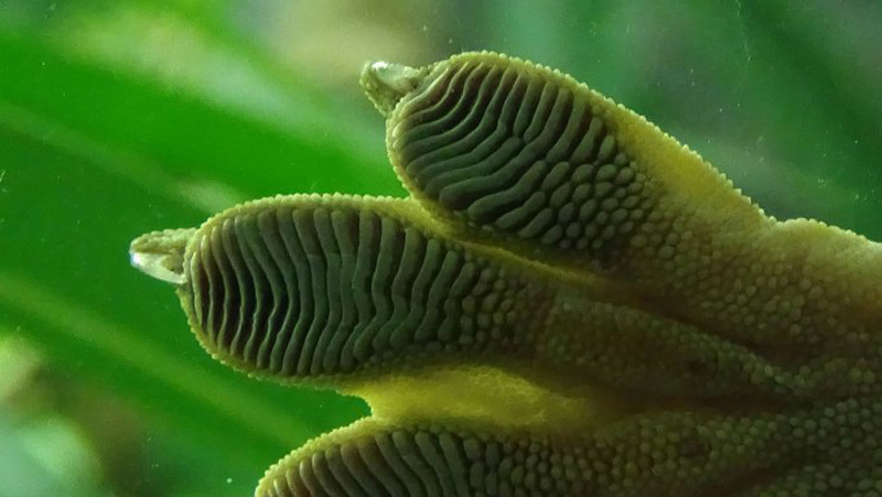 Suelas antideslizantes inspiradas en los pies de un lagarto