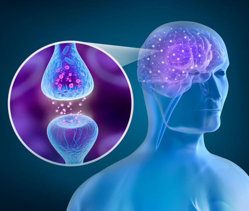 El cerebro de algunos seniors permanece joven más tiempo