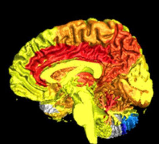 El cerebro de las mujeres es más activo que el de los hombres