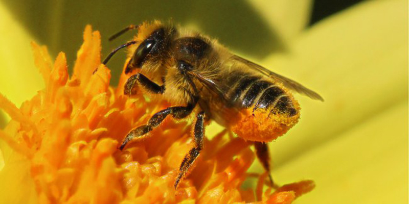 Dos estudios a gran escala confirman los daños de los neonicotiniodes en las abejas