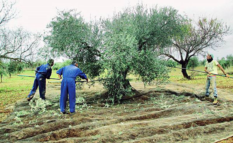 Nueve meses de cárcel y 3.240 euros de multa por no dar de alta a 62 trabajadores que cogían aceituna